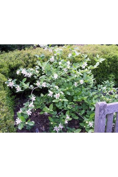 Калікант Венус в ландшафті